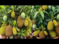 Download Lagu Mangoes \u0026 Jackfruit: Understanding Their Unique Growth