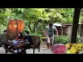 Download Lagu Panen buah matoa, membuat sirup matoa, bakwan kentang , camilan enak untuk keluarga, masak di desa