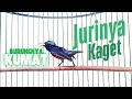 Download Lagu Burung Konin Gacor masteran kicau kolibri ninja masteran materi tembakan konin jeda natural