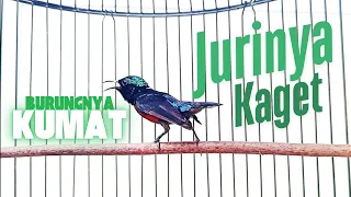 burung konin gacor masteran kicau kolibri ninja masteran materi tembakan konin jeda natural