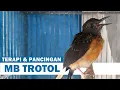 Download Lagu Suara MURAI BATU TROTOL Belajar Bunyi NGERIWIK | Pancingan MB Anakan Agar Cepat Berkicau GACOR Emosi