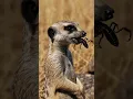 Download Lagu This Meerkat Eats a Scorpion Like a Pro! 😳🐾