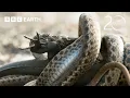 Baby Iguana Chased By Deadly Snakes 20 Years of Planet Earth II BBC Earth