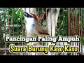 Lagu Pancingan Paling Ampuh Suara Burung Kaso Kaso/Tepus Glagah Gacor
