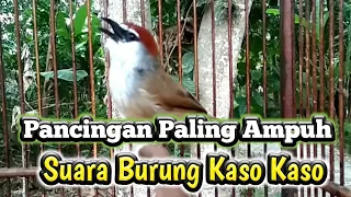Download Pancingan Paling Ampuh Suara Burung Kaso Kaso/Tepus Glagah Gacor MP3