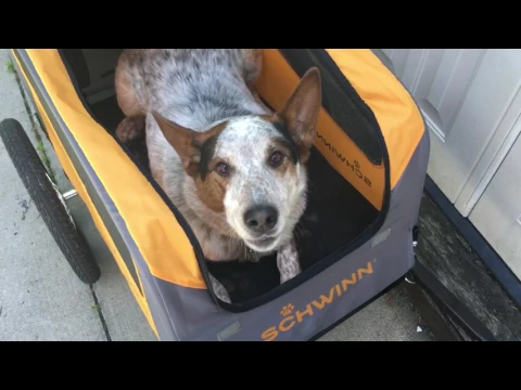 Charlie's new Schwinn Rascal trailer