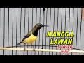 Download Lagu Sogon Gacor manggil Lawan sekali pancing langsung Nyaut