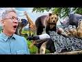 Download Lagu BANYAK BINATANG LANGKA DI KEBUN BINATANG INI!!