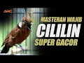 Download Lagu MASTERAN CILILIN GACOR SUPER NEMBAK