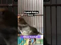 Download Lagu Prenjak Tamu Betina Gacor  ! Pancingan Burung Jantan Langsung Nyaut !