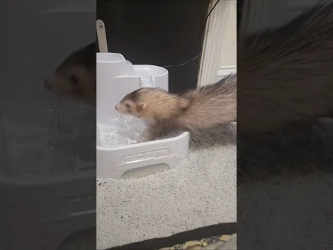 Pockets Is Trying To Learn Toe Bean Soup