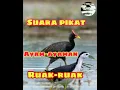 Download Lagu Suara pikat campuran Ayam-ayaman dan Ruak-ruak suara jernih dan durasi panjang di jamin sangat jitu