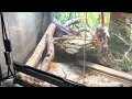 Curly-tail Lizard Territorial-Display Behavior