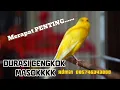 Download Lagu INFO PENTING...Inikan yang kalian cari..? BURUNG  Kenari GACOR PANJANG.MATERI JALAN LAPANGAN