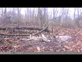 Hawk eating deer carcass