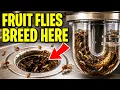 The REAL Reason Fruit Flies Keep Coming Back It s Hiding in Your DRAIN