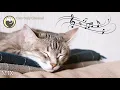 Download Lagu Deep Relaxation Music for Cats (with Cat Purring Sounds) - Stress and Anxiety Relief