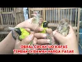 Download Lagu OBRAL CUCAK IJO KAPAS TEMBAK DI BAWAH HARGA PASAR 
