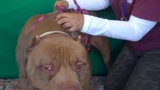 A4873060 Teddy Bull Pit Bull Terrier Mix