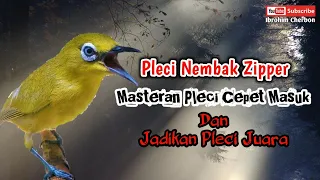 Download Masteran Pleci Cepet Masuk Dan Jadikan Pleci Juara||PLECI NEMBAK ZIPPER MP3