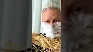 كيف تجعل الدجاجة تبيض ب ١٠ ثواني 