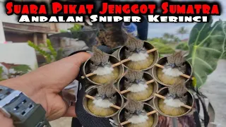 Download suara pikat cucak jenggot ampuh MP3