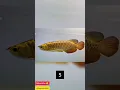 Download Lagu top 7  different colour of arowana fish ❤️❤️#top#colors #arowana #fish#arowanalovers #monsterfish