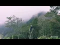 DAUN DAN RANTING MENUJU SURGA - THE MILO