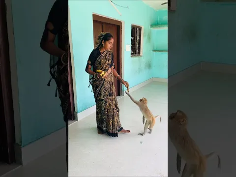 #funny #funniestmoments #monkey #monkeychallenge