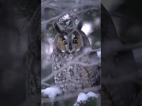 Animais que quase nunca piscam… e isso parece impossível #curiosidades #animales