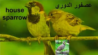 صوت عصفور الدوري Song House Sparrow 