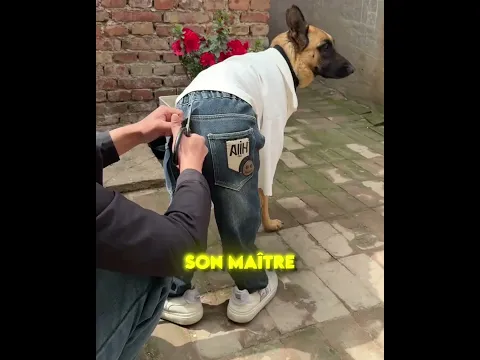 IL DÉGUISE SON CHIEN ET IL NE SAIT PLUS MARCHER ! 😱🐩