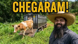 chegou as vacas que comprei em santa catarina