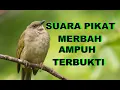 Download Lagu SUARA PIKAT BURUNG MERBAH KUNING AMPUH #suaraburung #suaraburungmerbah #suarapikatmerbahliar