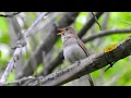Download Lagu Thrush Nightingale singing in Kazan Tatarstan 08 June 2017