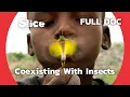 The Mofu People's Impressive Symbiosis with Insects | SLICE | FULL DOCUMENTARY