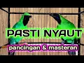 Download Lagu Ini Baru Masteran Cucak Ijo Mewah‼️Besetan \u0026 Roll Tembak Kasar Paling Dicari