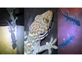Lagu Wild Tokay Gecko Facts \u0026 Mating call sound