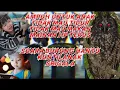 Download Lagu SUARA HANTU - SUARA BURUNG HANTU - SUARA KUNTILANAK - LOLONGAN SERIGALA