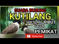 Suara Burung Kutilang Burung Gentilang Ribut Gacor Pemikat