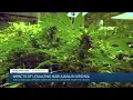 Virginia dispensary owner says allowing recreational marijuana use would boost tourism