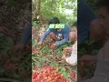 Download Lagu My boys with the rambotan that we've picking#shortvideo #rambotanfruit #goodboys