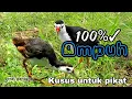 Download Lagu SUARA RUAK RUAK UNTUK PIKAT BURUNG RUAK RUAK TERBUKTI AMPUH