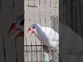 Singing Java sparrow
