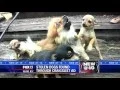 Stolen dogs found through Craigslist ad