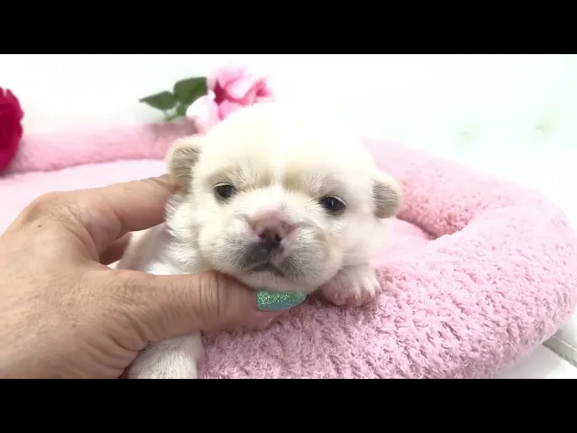 動画
