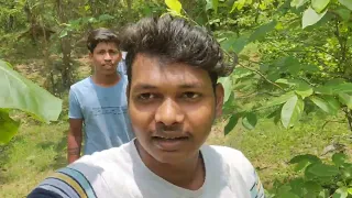 Jungle safari