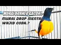 Download Lagu MURAI DROP MENTAL WAJIB PAKE PANJINGAN MURAI BORNEO GACOR ISIAN