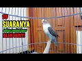 Lovebird Gacor Ngekek Panjang COCOK Buat Pancingan, Jadikan Lovebird Fighter RAJIN BUNYI