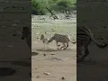 Download Lagu Zebra mencoba membunuh anak kudanya, sementara induknya melawan